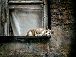 Photo of a cute cat on the windowsill of an old house