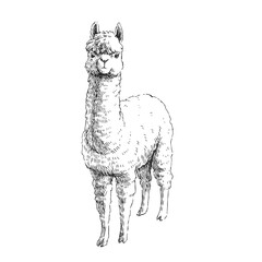 Vector hand-drawn illustration of alpaca isolated on white. Sketch of lama in engraving style.