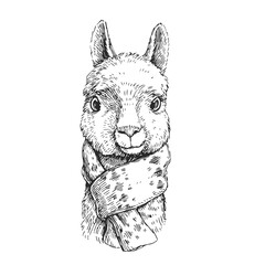 Vector hand drawn illustration of alpaca head with scarf isolated on white. Sketch of cute lama face. © mashikomo
