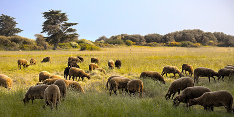 Fototapeta na wymiar Sheeps grazing in field