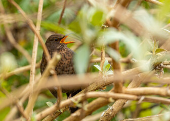 Common Blackbird (Turdus Merula)