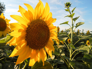 Sunflower, summer, sun, beautiful, flower