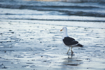 seagull on the beach