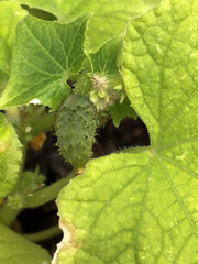 green leaf of cucumber plant