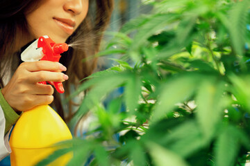 Closeup female scientist farmer using spray bottle on gratifying cannabis plants in the curative indoor cannabis farm, greenhouse, grow facility. Concept of growing cannabis plant for medical purpose.