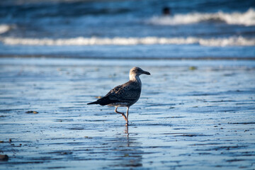 Bird on the beach