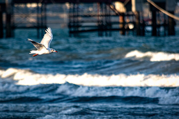 seagull flying over the sea