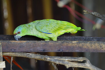 The turquoise-fronted amazon (Amazona aestiva), also called the turquoise-fronted parrot, the...