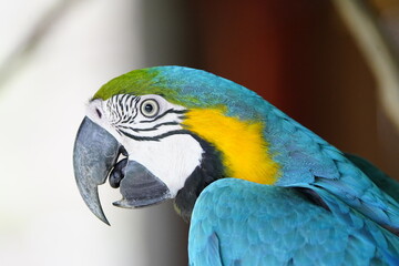 The blue-and-yellow macaw (Ara ararauna), also known as the blue-and-gold macaw, Psittacidae family. Novo Airao, Amazon - Brazil.