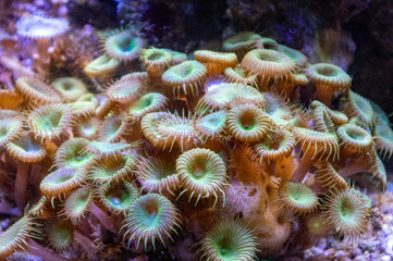 coral reef in aquarium
