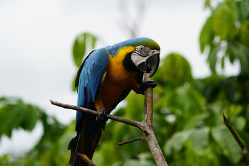 The blue-and-yellow macaw (Ara ararauna), also known as the blue-and-gold macaw, Psittacidae family. Novo Airao, Amazon - Brazil.