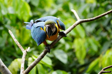 The blue-and-yellow macaw (Ara ararauna), also known as the blue-and-gold macaw, Psittacidae family. Novo Airao, Amazon - Brazil.