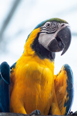 Ave en cautiverio Chile