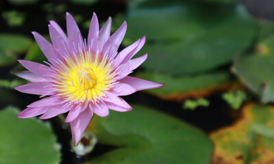 The purple lotus is blooming. In the lotus tub. It's natural.