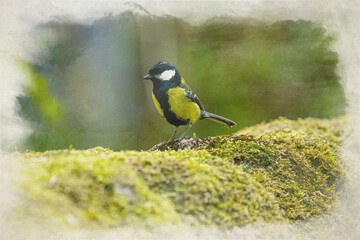 Obraz na płótnie Canvas Digital watercolour paintng of a Great Tit, Parus major feeding in a natural woodland setting.