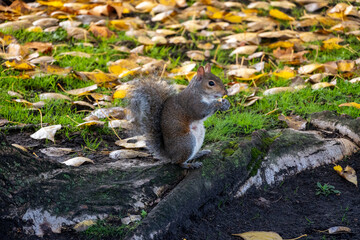 Pretty squirrels running around the park, Hyde Park, London. United Kingdom.