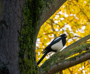 Typical birds in the trees in the park of London, magpie, pica pica. United Kingdom.