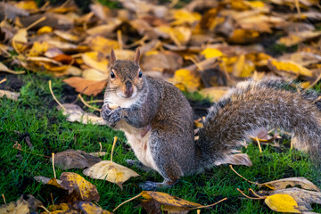 Pretty squirrels running around the park, Hyde Park, London. United Kingdom.