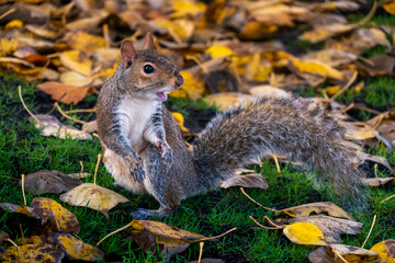 Pretty squirrels running around the park, Hyde Park, London. United Kingdom.