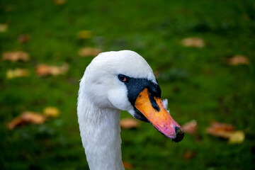 Obraz premium Hyde park, london, vulgar swan, also called mute or white swan. United Kingdom.
