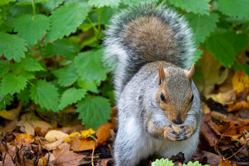 Pretty squirrels running around the park, Hyde Park, London. United Kingdom