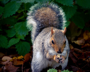 Pretty squirrels running around the park, Hyde Park, London. United Kingdom