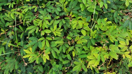 an expanse of wild Mimosa pudica plant leaves