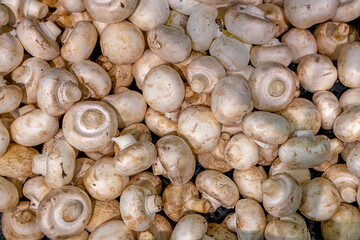 the champignons on the counter are untreated with defects. Mycology