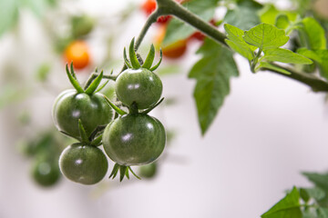 Ripe tomatoes with plant,  white background 