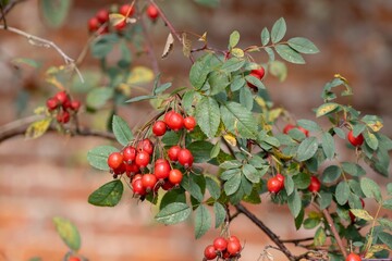 bunches of bright red rosehips fruit of the rose