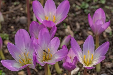 hoverfly with pretty pink and white crocus with bright yellow stamens