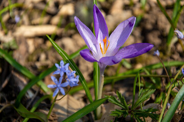 Purple crocus flowers.Beautiful purple and white crocus flowers in spring garden. Growing early-flowering bulbs in the garden.
