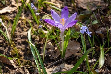 Purple crocus flowers.Beautiful purple and white crocus flowers in spring garden. Growing early-flowering bulbs in the garden.Spring purple crocuse flower on dark background.