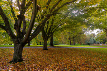 Naklejka premium Hyde Park is a park located in London, United Kingdom. It is the largest of the four royal parks.