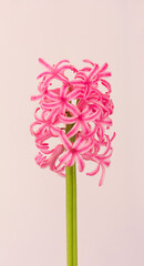 Obraz premium Pink hyacinth flower on almond color background close-up