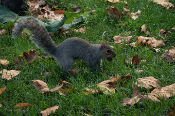 Hyde Park is a park located in London, United Kingdom. It is the largest of the four royal parks.