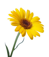 Calendula. Marigold flowers with leaves isolated on white. Selective focus