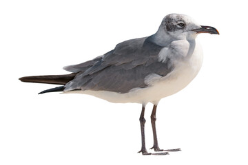 Seagull. Ocean or sea bird. High resolution. Bright sunny day. Seagulls on the beach. Wild animals. Close-up bird. Isolated background.