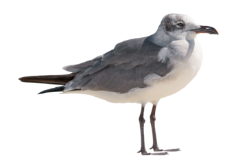 Seagull. Ocean or sea bird. High resolution. Bright sunny day. Seagulls on the beach. Wild animals. Close-up bird. Isolated background.