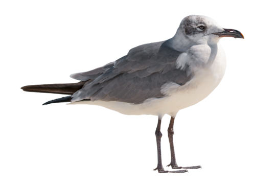Seagull. Ocean or sea bird. High resolution. Bright sunny day. Seagulls on the beach. Wild animals. Close-up bird. Isolated background.
