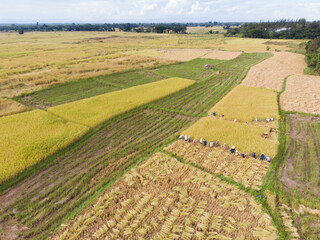 Farmers are harvesting rice in the fields. Top view