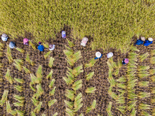 Farmers are harvesting rice in the fields. Top view