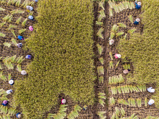 Farmers are harvesting rice in the fields. Top view