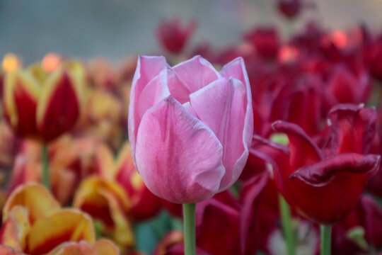 Pink tulips with white stripe close-up, Growing flowers in spring, Tulip flower colorful, Beautiful Red Tulips, The close up photos of tulips.