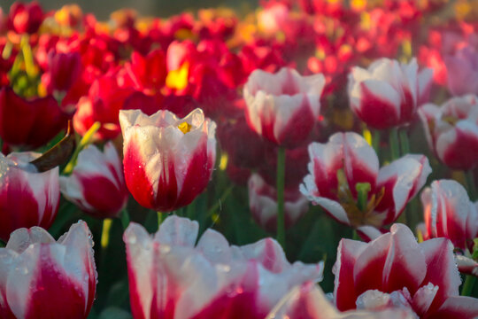 Pink tulips with white stripe close-up, Growing flowers in spring, Tulip flower colorful, Beautiful Red Tulips, The close up photos of tulips.