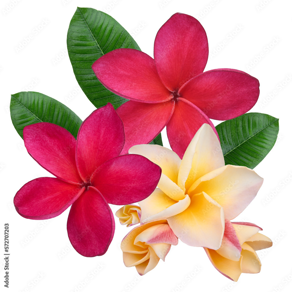 Wall mural plumeria, frangipani flowers red ,yellow ,pink isolated on transparent.