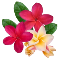 Selbstklebende Fototapeten Plumeria, frangipani flowers red ,yellow ,pink  isolated on transparent. © siriratsavett88