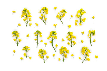 Yellow flowers rapeseed on a white background. Top view, flat lay