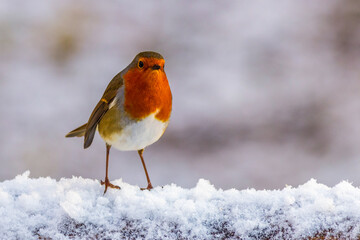 European robin (Erithacus rubecula)