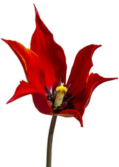 Big red tulip isolated on white background Spring and holiday concept.